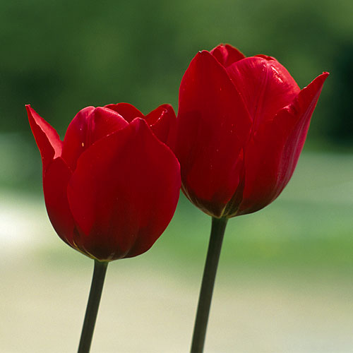 Tulipany przy schronisku na Obidzy (Szuflada...)